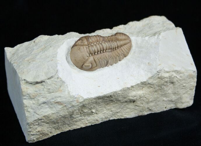 Lochovella (Reedops) Trilobite - Black Cat Mountain #1890